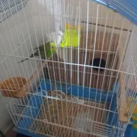 یک عروس هلندی دو مرغ عشق|پرنده|چغادک, |دیوار