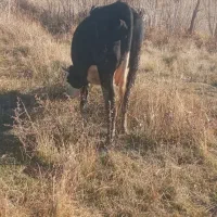 گاو سیمینتال شکم اول یه هفته مونده به زایمان