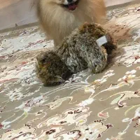 پامرخرسی نر(کشش)