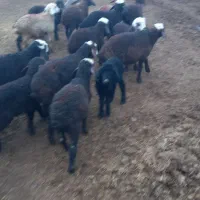 ۲۰رس میشه بردار