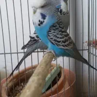 مرغ عشق انگلیسی|پرنده|حمیدیا, |دیوار