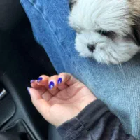 سگ مالتیز سفید|سگ|سیرجان, |دیوار