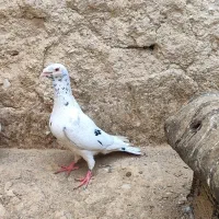 کبوتر|پرنده|کوه چنار, |دیوار