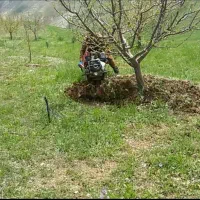شخم انگور ودرختان