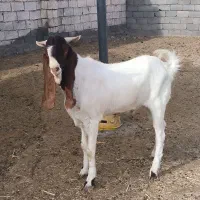 نربز دو دندون|حیوانات مزرعه|مشهد, گنبدواز|دیوار
