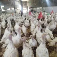 جوجه،بوقلمو‌ن.بیوتی.عالی سالم