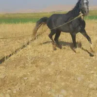 اسب ۳سال نریون|اسب و تجهیزات اسبسواری|ایذه, |دیوار