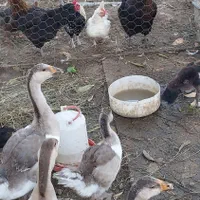 فروش قوغاز کوچیک بزرگ اردک محلی اسراییلی|حیوانات مزرعه|تالش, طولارود|دیوار
