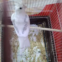 عروس هلندی فنچ|پرنده|مشهد, مشکینی (شهرک غرب)|دیوار