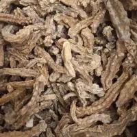 مارموتک گیاه دارویی