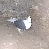 کفتر پشت کویتی