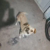 اشپیتزد ماده