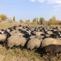 گوسفند میش بره دار آبستن نژاد شال