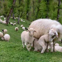 بره شیر خار