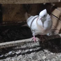 طوقی زرد و طوقی سرخ رنگه