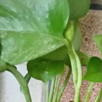 قلمه ریشه دار