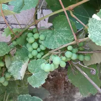 فروش غوره کیلویی