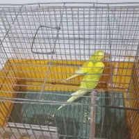 فروشی|پرنده|جیرفت, |دیوار