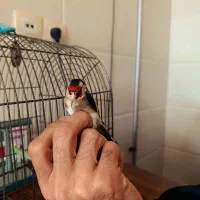 سهره چهار گل کرمانشاه سهره قناری