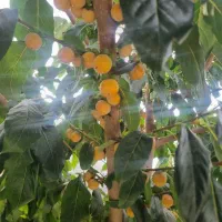 خرمالو قیمت توافقی