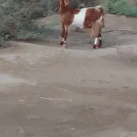 بزسندی سه قلوه زا شیری