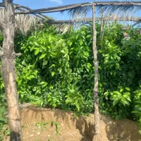 گل وگیاه کریمی ونهال مرکبات وسرو بادام نخل وغیره|خدمات باغبانی و درختکاری|خفر, |دیوار