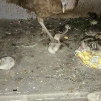 جوجه بوقلمون