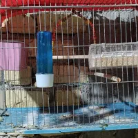 مرغ عشق همراه با قفس