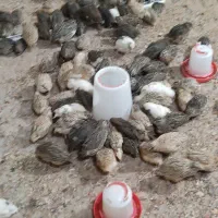 فروش مرغوخروس  برهما وفونیکس و بلدرچین