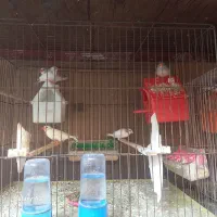 فنچ زبرا در رنگهای مختلف|پرنده|بابل, |دیوار