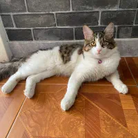 واگذاری گربه نر