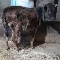 گاو یا لیشه جنس جرسی شیری شیر مست شده