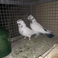 کبوتر|پرنده|چهاردانگه (تهران), |دیوار