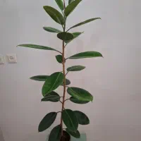 فروش انواع گل اپارتماتی|گل و گیاه طبیعی|شیراز, وصال|دیوار