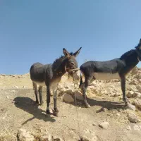 الاغ فروشی|حیوانات مزرعه|شیراز, سعدیه شمالی|دیوار