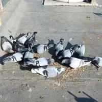 کبوتر پلاکی