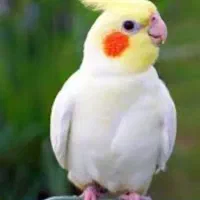 گمشده عروس هلندی