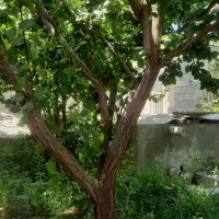 فروش باغ استخر دار در محدوده ناژوان|فروش خانه و ویلا|اصفهان, بوستان ناژوان|دیوار