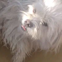 سگ شیتزو نر|سگ|یزد, |دیوار