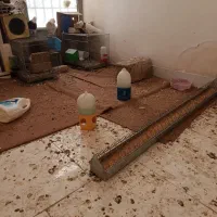 کبوتر نژاد طوقی