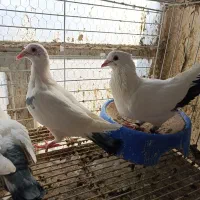 معاوضه با پلاکی جان اردن و‌گرافت (بافق)|پرنده|یزد, |دیوار