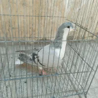کبوتر نقشی شهرضا