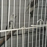 جوجه عروس هلندی ۱ماهه و۱/۵ماهه