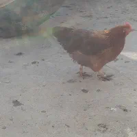 ۲تا مرغ خوب و سالم درجه یک