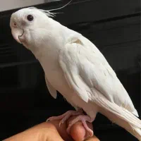 عروس هلندی آلبینو