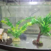 آکواریوم شرکتی