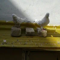 یه جفت کبوتر نروماده پرشی|پرنده|قم, امامزاده ابراهیم|دیوار