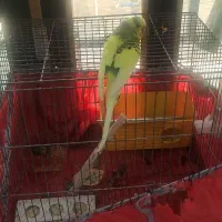 مرغ عشق|پرنده|ایلام, |دیوار