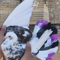 ۴ تا کفتر پرشی