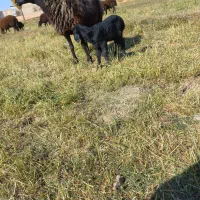 میش بره|حیوانات مزرعه|زالیان, |دیوار